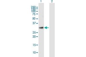 Western Blot analysis of TTC35 expression in transfected 293T cell line by TTC35 MaxPab polyclonal antibody. (TTC35 抗体  (AA 1-297))