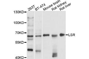Western blot analysis of extracts of various cell lines, using LSR antibody. (LSR 抗体)