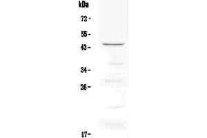 Western Blotting (WB) image for anti-Tumor Necrosis Factor Receptor Superfamily, Member 4 (TNFRSF4) (AA 20-198) antibody (ABIN5692958)
