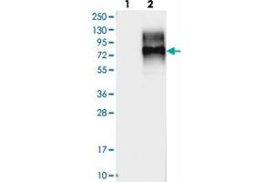 Western blot analysis of Lane 1: Negative control (vector only transfected HEK293T lysate), Lane 2: Over-expression Lysate (Co-expressed with a C-terminal myc-DDK tag (~3. (LMBRD1 抗体)