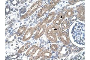 CDH8 antibody was used for immunohistochemistry at a concentration of 4-8 ug/ml to stain Epithelial cells of renal tubule (arrows) in Human Kidney. (Cadherin 8 抗体  (Middle Region))
