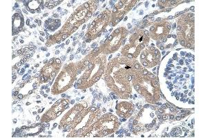 CDH8 antibody was used for immunohistochemistry at a concentration of 4-8 ug/ml to stain Epithelial cells of renal tubule (arrows) in Human Kidney. (Cadherin 8 抗体  (Middle Region))