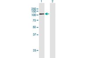 Western Blot analysis of GPAM expression in transfected 293T cell line by GPAM MaxPab polyclonal antibody. (GPAM 抗体  (AA 1-828))