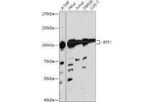 Western blot analysis of extracts of various cell lines, using RTF1 antibody (ABIN7270107) at 1:1000 dilution. (RTF1 抗体  (AA 300-400))
