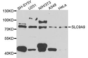 Western blot analysis of extracts of various cell lines, using SLC9A9 antibody (ABIN5974556) at 1/1000 dilution. (SLC9A9 抗体)