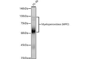 Western blot analysis of extracts of HL-60 cells, using Myeloperoxidase (MPO) antibody (ABIN6128315, ABIN6143964, ABIN6143965 and ABIN6217844) at 1:1000 dilution. (Myeloperoxidase 抗体  (AA 50-310))