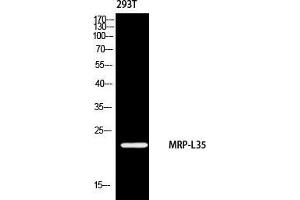 Western Blot (WB) analysis of 293 using MRP-L35 antibody. (MRPL35 抗体)