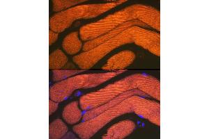 Immunofluorescence analysis of mouse bone marrow cells using  Rabbit mAb (ABIN7265398) at dilution of 1:100 (40x lens). (ACTN3 抗体)
