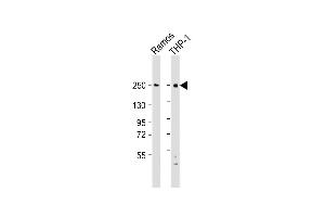 All lanes : Anti-DOCK8 Antibody (C-Term) at 1:2000 dilution Lane 1: Ramos whole cell lysate Lane 2: THP-1 whole cell lysate Lysates/proteins at 20 μg per lane. (DOCK8 抗体  (AA 2056-2090))