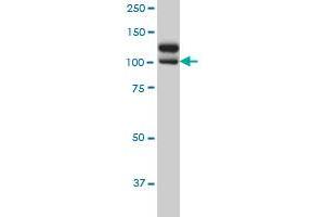 Western Blotting (WB) image for anti-NIMA (Never in Mitosis Gene A)- Related Kinase 9 (NEK9) (AA 226-326) antibody (ABIN566652)