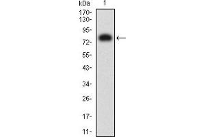 Western blot analysis using B7H3 mAb against human B7H3 (AA: extra 29-466) recombinant protein. (CD276 抗体  (AA 29-466))