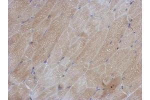 IHC-P Image Immunohistochemical analysis of paraffin-embedded mouse muscle, using SOD1, antibody at 1:500 dilution. (SOD1 抗体  (C-Term))