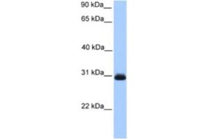 Western Blotting (WB) image for anti-Hydroxyacylglutathione Hydrolase (HAGH) antibody (ABIN2463633) (HAGH 抗体)