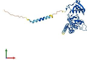 Protein Structure (PS) image for Protein Kinase Protein SgK196 (SGK196) (AA 1-350) protein (His tag) (ABIN7555501)