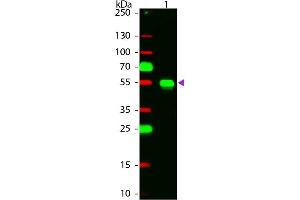 Western Blot of Chicken anti-Rabbit IgG Rhodamine Conjugated Secondary Antibody. (小鸡 anti-兔 IgG (Heavy & Light Chain) Antibody (TRITC) - Preadsorbed)