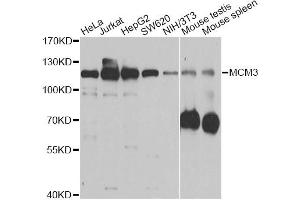 Western blot analysis of extracts of various cell lines, using MCM3 antibody (ABIN5970419) at 1/1000 dilution. (MCM3 抗体)
