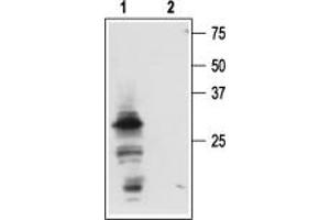 Western blot analysis of mouse submandibular glands (SMGs): - 1. (Nerve Growth Factor 抗体  (Pro-Domain))