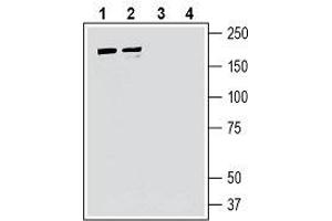 Western blot analysis of human Jurkat T-cell leukemia cell line lysate (lanes 1 and 3) and human MCF-7 breast adenocarcinoma cell line lysate (lanes 2 and 4): - 1, 2. (IQGAP1 抗体  (Intracellular))