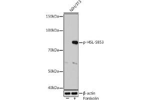 Western blot analysis of extracts of NIH/3T3 cells, using Phospho-HSL-S853 Rabbit mAb (ABIN7268280) at 1:1000 dilution. (LIPE 抗体  (pSer853))