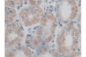 Immunohistochemistry (IHC) image for anti-ATP Synthase, H+ Transporting, Mitochondrial F0 Complex, Subunit F6 (ATP5J) (AA 1-108) antibody (ABIN7441733)