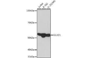 Western blot analysis of extracts of various cell lines, using GLUD1 Rabbit mAb (ABIN7267411) at 1:1000 dilution. (GLUD1 抗体)