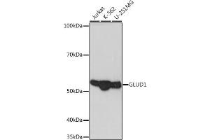 Western blot analysis of extracts of various cell lines, using GLUD1 Rabbit mAb (ABIN7267411) at 1:1000 dilution. (GLUD1 抗体)