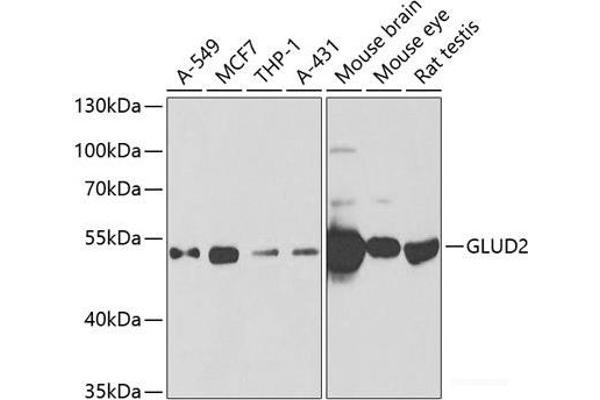 GLUD2 抗体