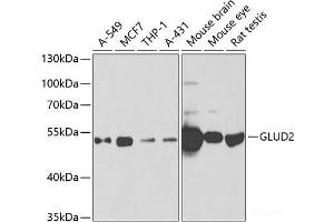 Western blot analysis of extracts of various cell lines using GLUD2 Polyclonal Antibody at dilution of 1:1000. (GLUD2 抗体)
