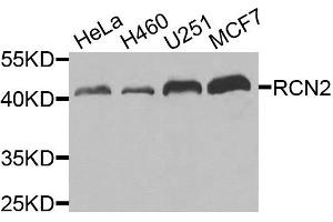 Western blot analysis of extracts of various cells, using RCN2 antibody. (RCN2 抗体)