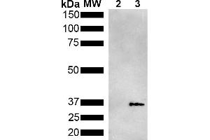 Western Blot analysis of Pseudomonas aeruginosa Metallothionein (PmtA) GST tagged showing detection of 36 kDa Metallothionein protein using Mouse Anti-Metallothionein Monoclonal Antibody, Clone 2B5 (ABIN5650705). (Metallothionein 抗体  (FITC))