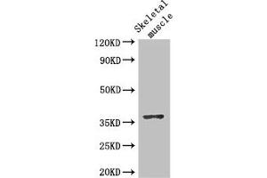 Western Blot Positive WB detected in: Mouse skeletal muscle tissue All lanes: DNAJB6 antibody at 2. (DNAJB6 抗体  (AA 208-326))