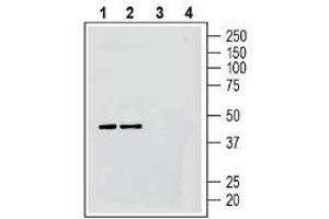 Western blot analysis of human Daudi B-lymphoblast cell line lysates (lanes 1 and 3) and human Jurkat T-cell leukemia cell line lysates (lanes 2 and 4):1-2. (G Protein-Coupled Receptor 183 (GPR183) Peptide)