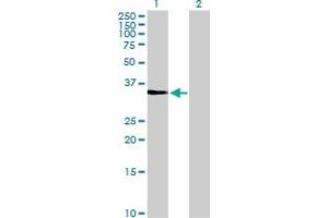 Western Blot analysis of CDK3 expression in transfected 293T cell line by CDK3 MaxPab polyclonal antibody. (CDK3 抗体  (AA 1-305))