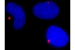 Immunofluorescence (IF) image for anti-Pericentrin (PCNT) (AA 175-225) antibody (ABIN7448392) (PCNT 抗体  (AA 175-225))