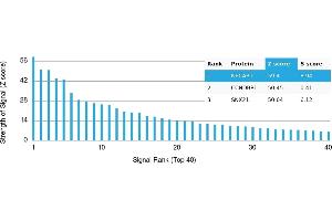 Protein Array (PAr) image for anti-N-terminal EF-Hand Calcium Binding Protein 1 (NECAB1) antibody (ABIN7456083) (NECAB1 抗体)