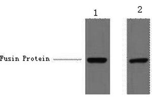 Western Blot analysis of 1 μg V5 fusion protein using V5-Tag Monoclonal Antibody at dilution of 1) 1:5000 2) 1:10000. (V5 Epitope Tag 抗体)