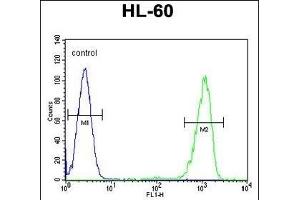 ENTPD3 Antibody (C-term) (ABIN654673 and ABIN2844368) flow cytometric analysis of HL-60 cells (right histogram) compared to a negative control (left histogram). (ENTPD3 抗体  (C-Term))