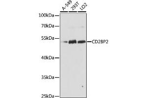 Western blot analysis of extracts of various cell lines, using CD2BP2 antibody  at 1:1000 dilution. (CD2BP2 抗体  (AA 1-341))