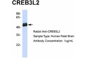 CREB3L2 抗体  (N-Term)