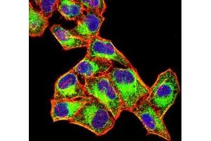 Immunofluorescence analysis of Hela cells using FGL1 mouse mAb (green). (FGL1 抗体  (AA 23-312))