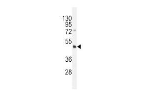 Dnmt3L- (ABIN387892 and ABIN2844125) western blot analysis in HL-60 cell line lysates (35 μg/lane). (DNMT3L 抗体  (C-Term))