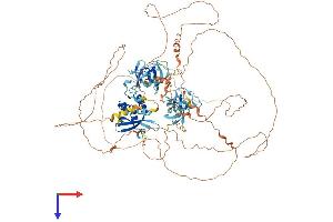 SH3PXD2B Protein (AA 1-911) (His tag)