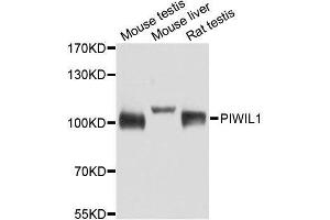 Western blot analysis of extracts of various cell lines, using PIWIL1 antibody. (PIWIL1 抗体)