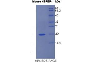 SDS-PAGE analysis of Mouse HSPBP1 Protein. (HSPBP1 蛋白)
