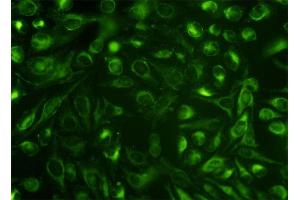 Immunofluorescence of monoclonal antibody to NUCB1 on HeLa cell. (Nucleobindin 1 抗体  (AA 28-461))