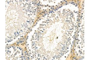 Phospho-ID2 (Thr27) Antibody at 1/100 staining Rat testis tissue by IHC-P. (Id2 抗体  (pThr27))