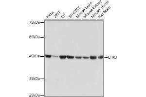 Western blot analysis of extracts of various cell lines, using LHX3 Rabbit mAb (ABIN7268262) at 1:1000 dilution. (LHX3 抗体)