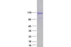 Validation with Western Blot (DGCR8 Protein (Myc-DYKDDDDK Tag))