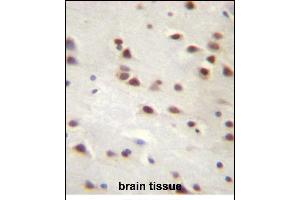 ANKRD6 Antibody (Center) (ABIN656957 and ABIN2846142) immunohistochemistry analysis in formalin fixed and paraffin embedded human brain tissue followed by peroxidase conjugation of the secondary antibody and DAB staining. (ANKRD6 抗体  (AA 314-343))