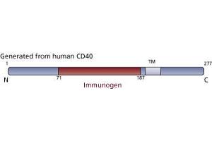 Image no. 3 for anti-CD40 (CD40) (AA 71-187) antibody (ABIN968495) (CD40 抗体  (AA 71-187))